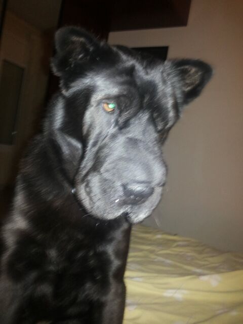 BRUCE