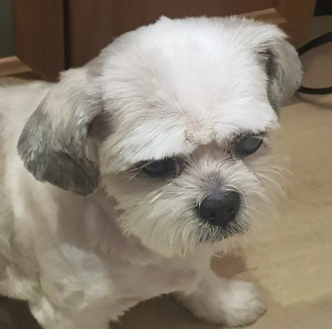 BUDY
