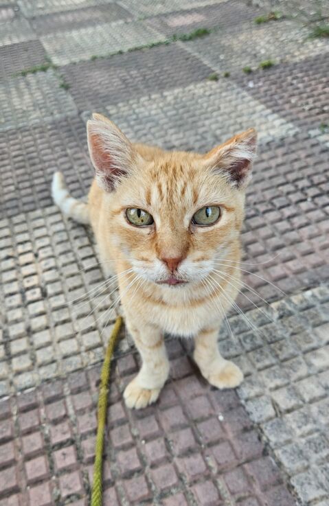BUFFY