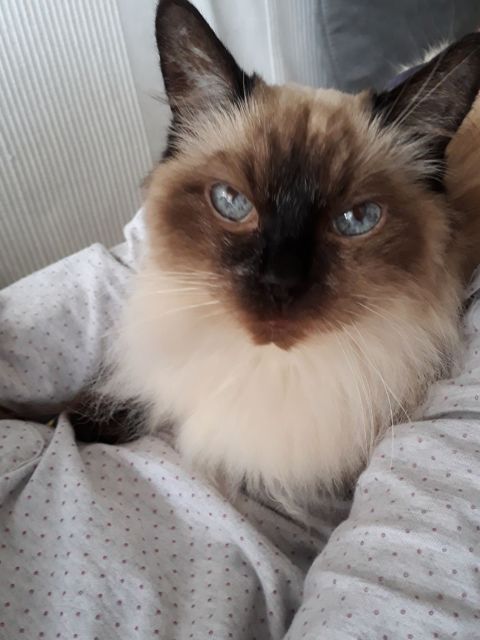 GINA 