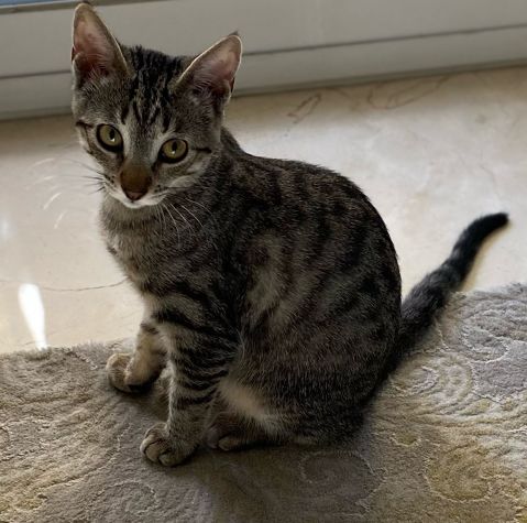 LILU