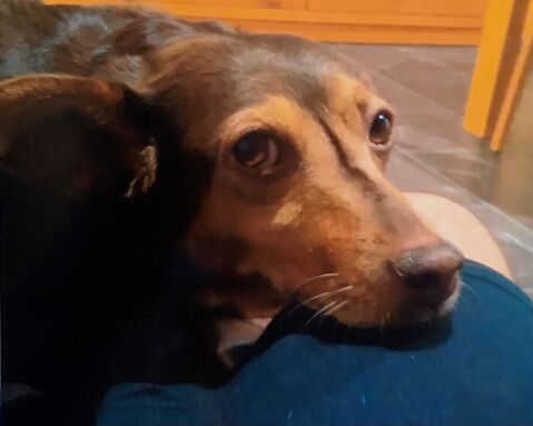 CANELA