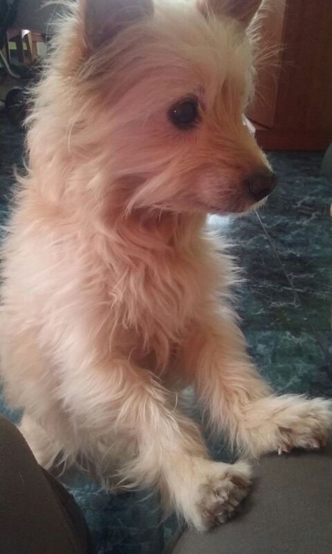 CHISPA