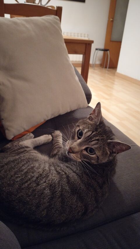 COCO