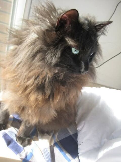COCO