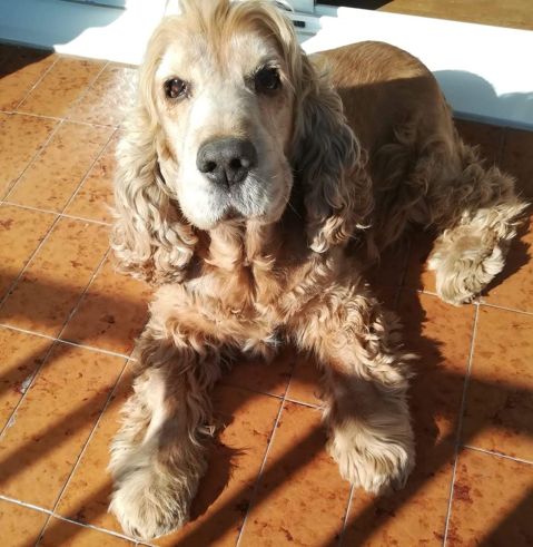 LUPI