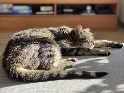 PANCHITA