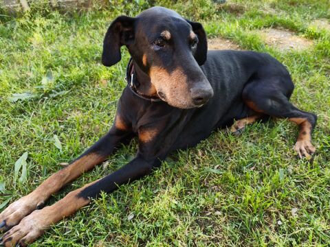DEIMOS
