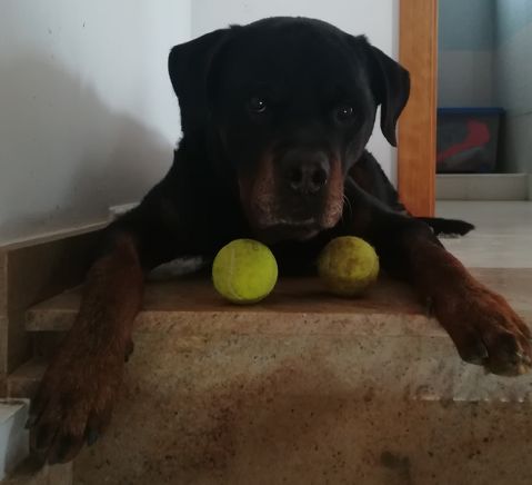 TYSON