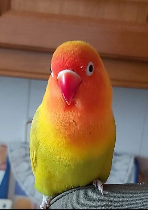 FEDERICO