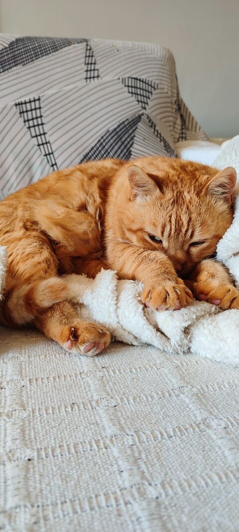 GARFIELD