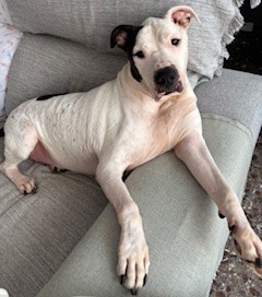 GORDO