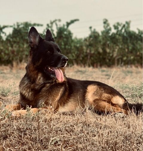KAISER