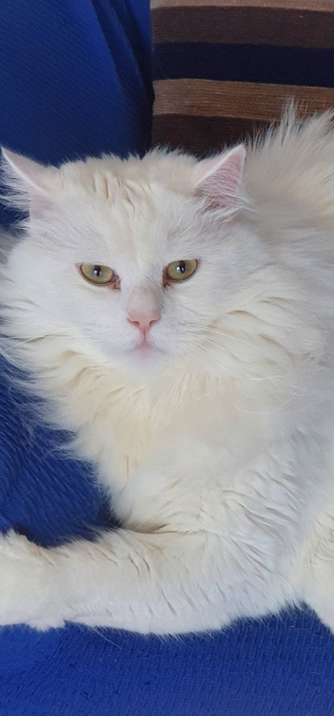 LEO
