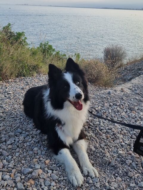 LOKI TITILLO