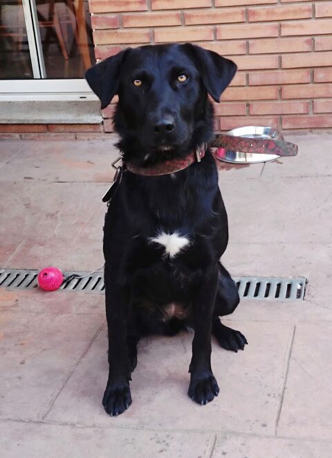 LOLA