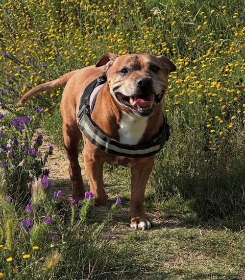 LOLA