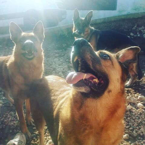 NAEVIA I ELS SEUS PARES