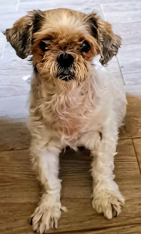 PIPA