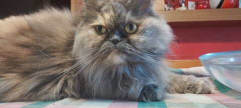 PRINCESITA