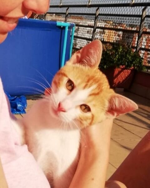 RON