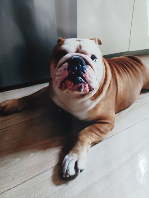 SAM