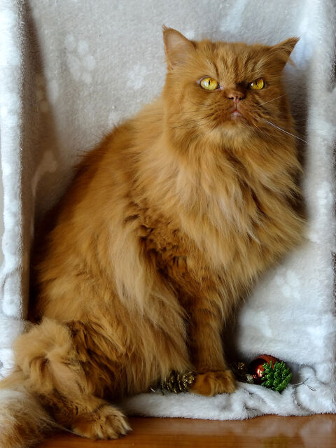 SIMBA