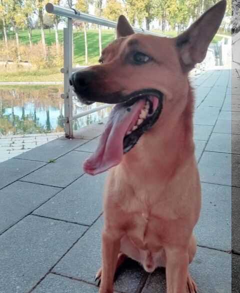 SIMBA
