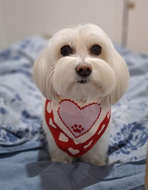 SURI
