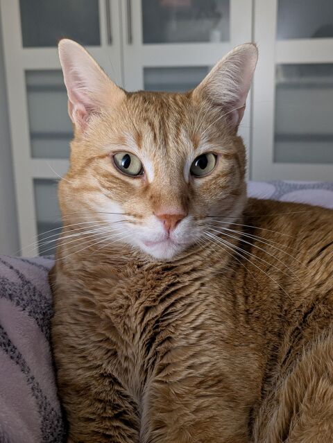 TARO