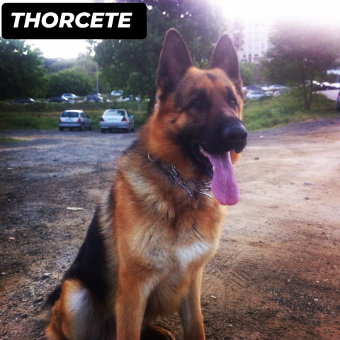 THOR