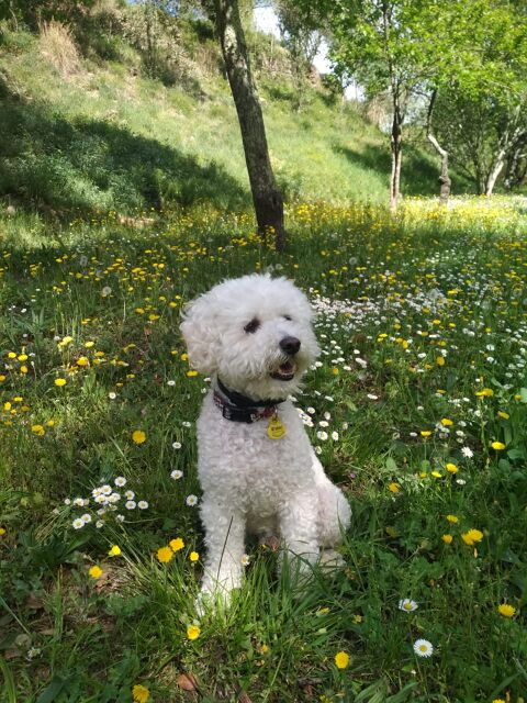TOBI