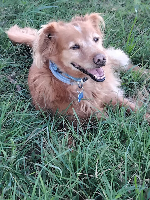 TOBY