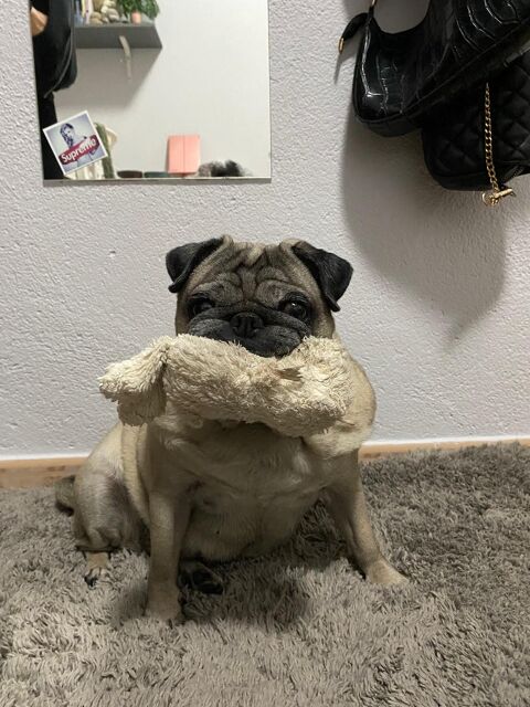 ZOE
