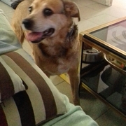0f806-81fe9-pupy.jpg