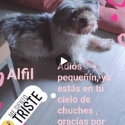 12f68-78fa4-alfil.jpg