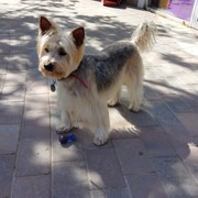 16cd1-GOLFO.jpg