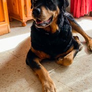 DOLLY - 1a254-3029f-DOLLY2.jpeg