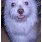 23e46-d3894-toby--17-03.jpg-2.jpg