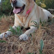 GORDITA - 279a8-GORDITA-8-9.jpg