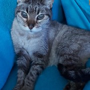2cc2f-SIMBA1.jpg