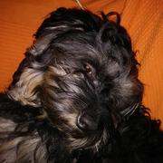 493d4-LOKI-11-06.jpg