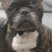 TYSON - 49c66-TYSON-1-9.jpg