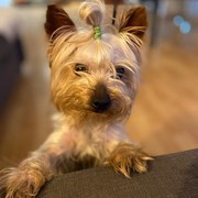 4da85-a0d91-tysson.jpg