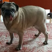 56c09-b580d-lola-7-12-20.jpg