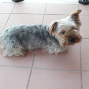 7a6ff-ee187-rocky-3-8-20.png