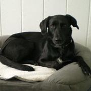 7d3a5-74f00-lucy_opt.jpg