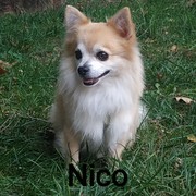 8769f-57b68-nico-13-05-20.jpg