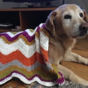 88676-f0ad1-coby.jpeg