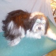 898a4-Pipo-perro-de-lujo.jpg